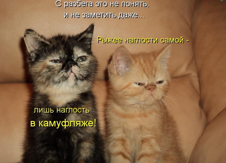 Фото Кошек И Котят Смешные И Милые