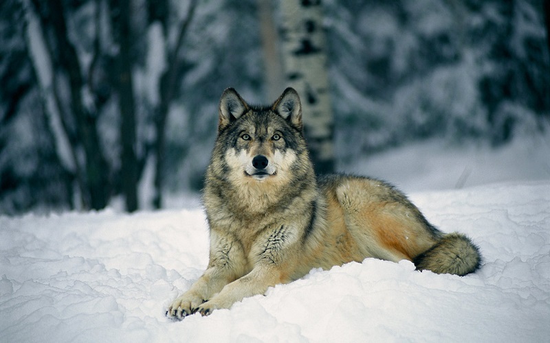Красивые картинки волки (40 фото)