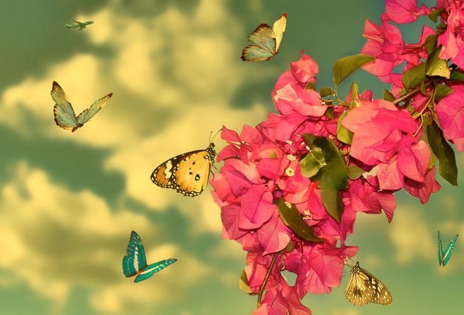 Красивые Бабочки Фото В Хорошем Качестве
