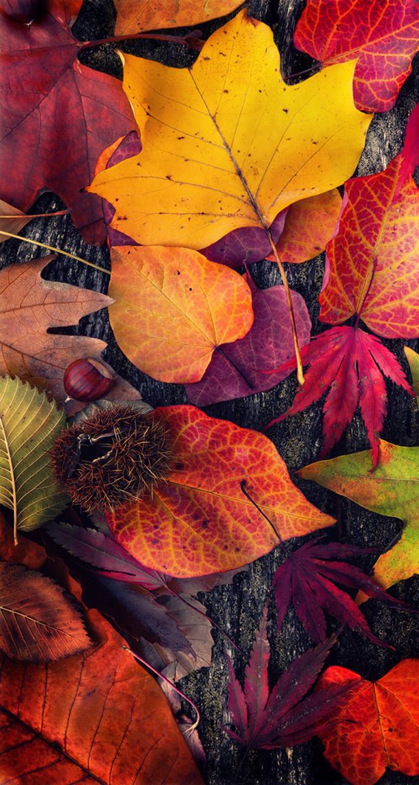 Осенний Пейзаж Фото На Телефон Красивые