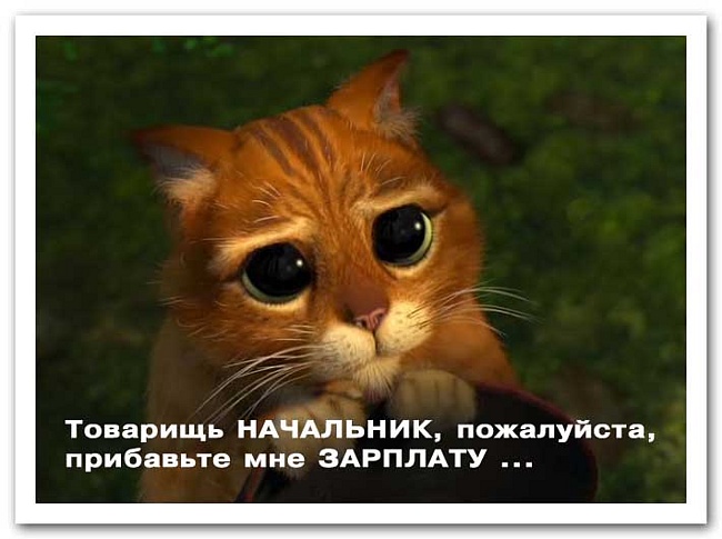 Шеф ну что картинки. Смотреть фото Шеф ну что картинки. Смотреть картинку Шеф ну что картинки. Картинка про Шеф ну что картинки. Фото Шеф ну что картинки
