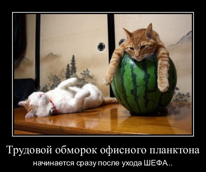 Шеф ну что картинки. Смотреть фото Шеф ну что картинки. Смотреть картинку Шеф ну что картинки. Картинка про Шеф ну что картинки. Фото Шеф ну что картинки