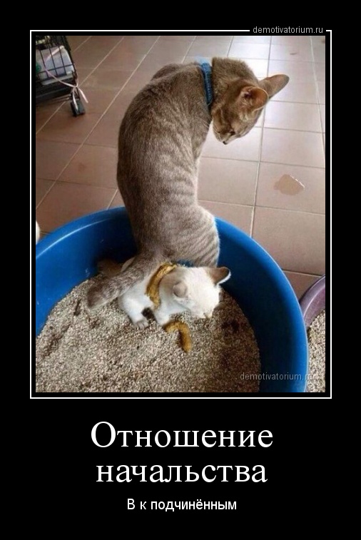Шеф ну что картинки. Смотреть фото Шеф ну что картинки. Смотреть картинку Шеф ну что картинки. Картинка про Шеф ну что картинки. Фото Шеф ну что картинки
