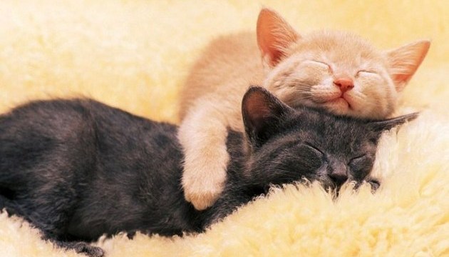 Объятия перед сном картинки. 630 360 1537252777 1359. Объятия перед сном картинки фото. Объятия перед сном картинки-630 360 1537252777 1359. картинка Объятия перед сном картинки. картинка 630 360 1537252777 1359. Обниматься всегда очень приятно и полезно, поскольку это поднимает настроение, успокаивает, расслабляет. Предлагаем вашему вниманию красивые картинки объятия.