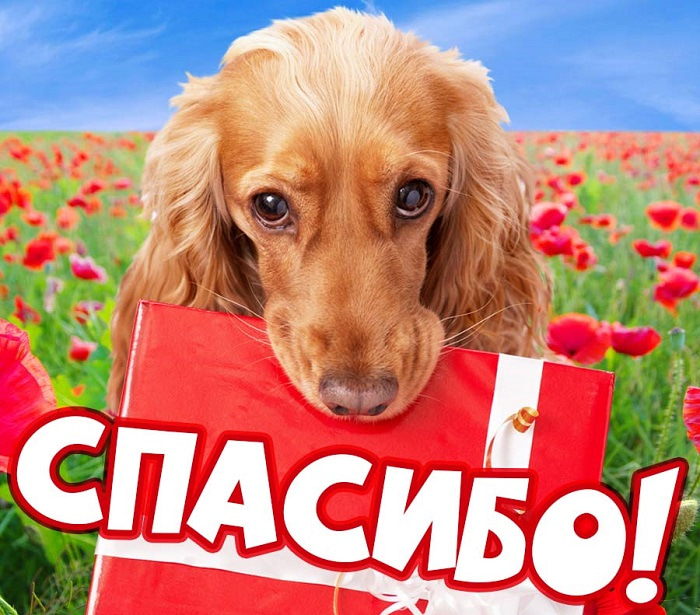 Смешная картинка с благодарностью за что либо. Смотреть фото Смешная картинка с благодарностью за что либо. Смотреть картинку Смешная картинка с благодарностью за что либо. Картинка про Смешная картинка с благодарностью за что либо. Фото Смешная картинка с благодарностью за что либо