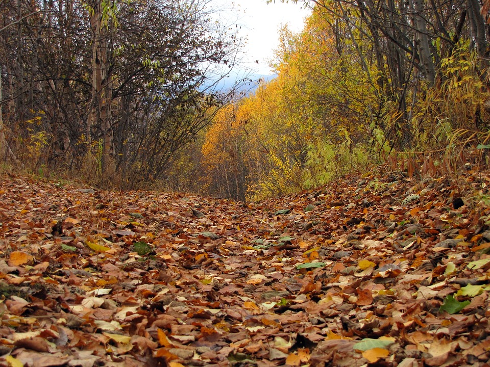 Необычные Фото В Осеннем Лесу