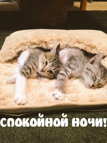 Приятных снов подружка картинки. unnamed 79. Приятных снов подружка картинки фото. Приятных снов подружка картинки-unnamed 79. картинка Приятных снов подружка картинки. картинка unnamed 79. Пожелайте любимой подружке спокойной ночи — отправьте милую открытку. Уверяем, дружба станет еще крепче. Внимание близкого человека всегда очень ценится! Мы создали коллекцию картинок Спокойной ночи, подружка на любой вкус. Вы точно найдете такую, которую оценит Ваша подруга.