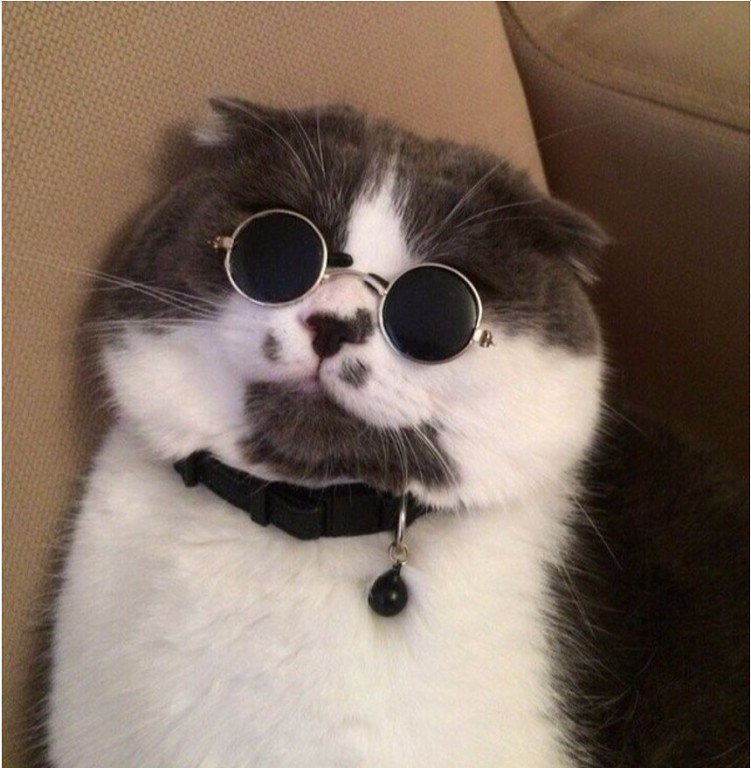 Живые обои кот в очках