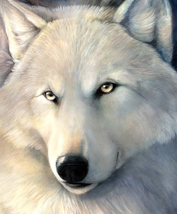 Картинки белых волков с голубыми глазами
