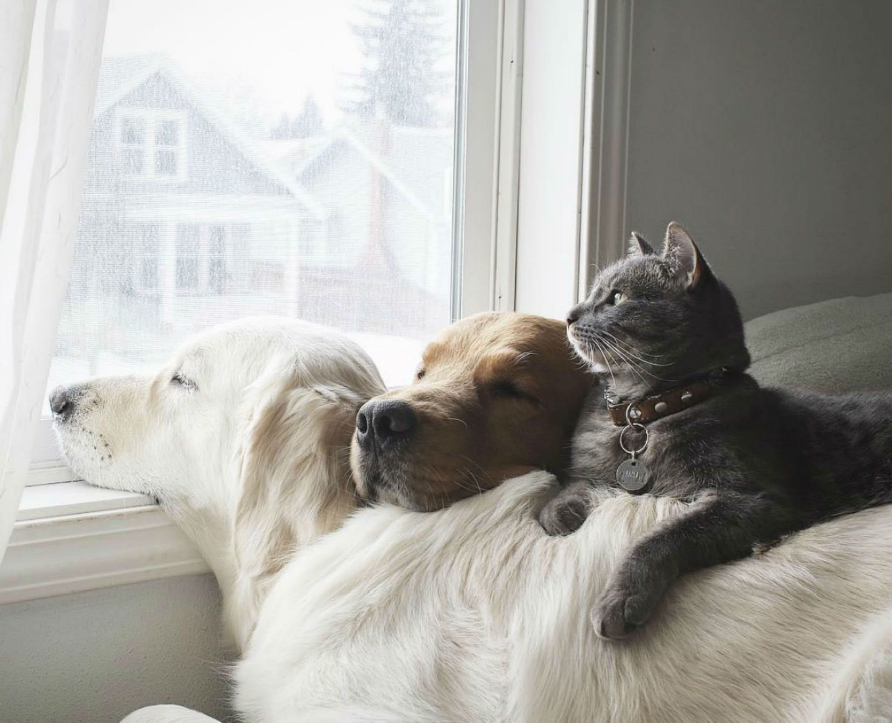 Dog friends. Кошки и собаки. Собаки обнимаются. Собака с кошкой дружат. Собака и кошка вместе.