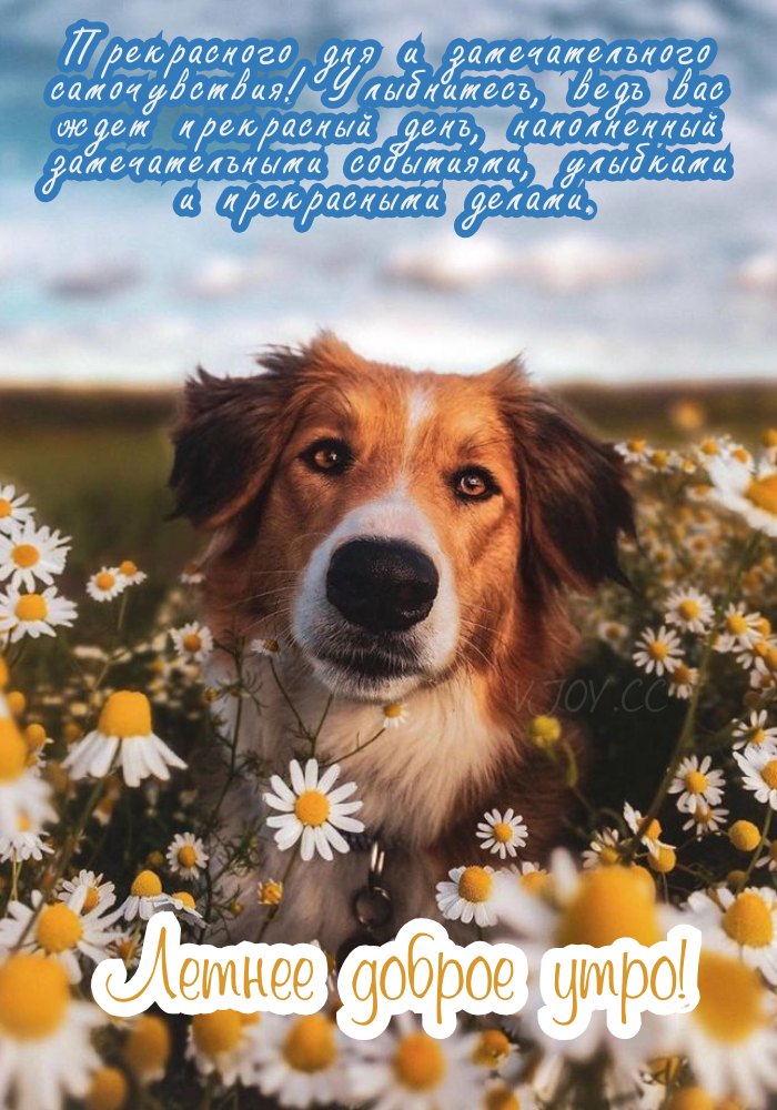 Прекрасного летнего утра! 
