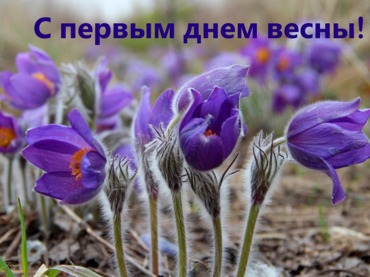 с первым весенним днем красивые картинки. Смотреть фото с первым весенним днем красивые картинки. Смотреть картинку с первым весенним днем красивые картинки. Картинка про с первым весенним днем красивые картинки. Фото с первым весенним днем красивые картинки