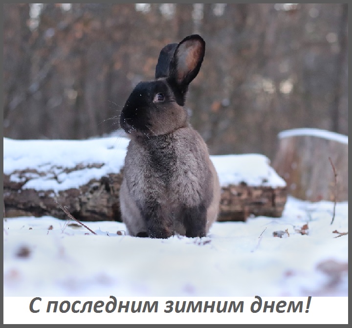 анимация с последним днем зимы. Смотреть фото анимация с последним днем зимы. Смотреть картинку анимация с последним днем зимы. Картинка про анимация с последним днем зимы. Фото анимация с последним днем зимы