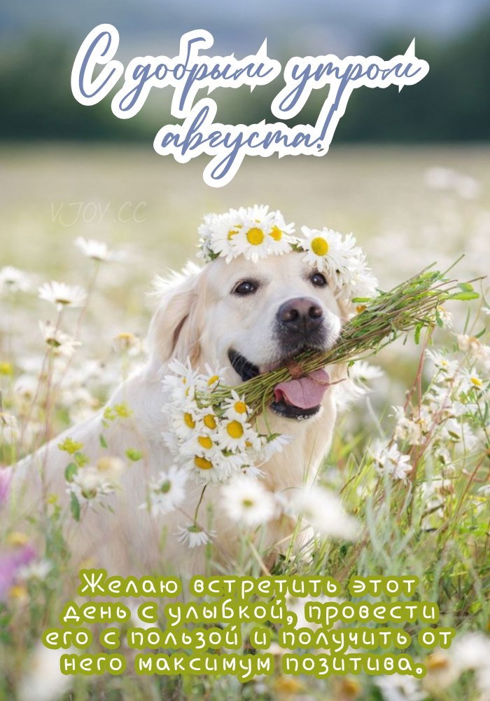 Август, доброе утро! - картинка. 