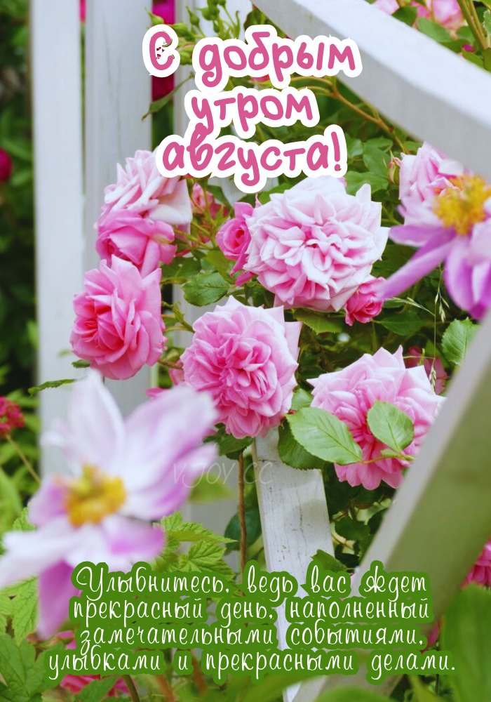 Доброе августовское утро! 