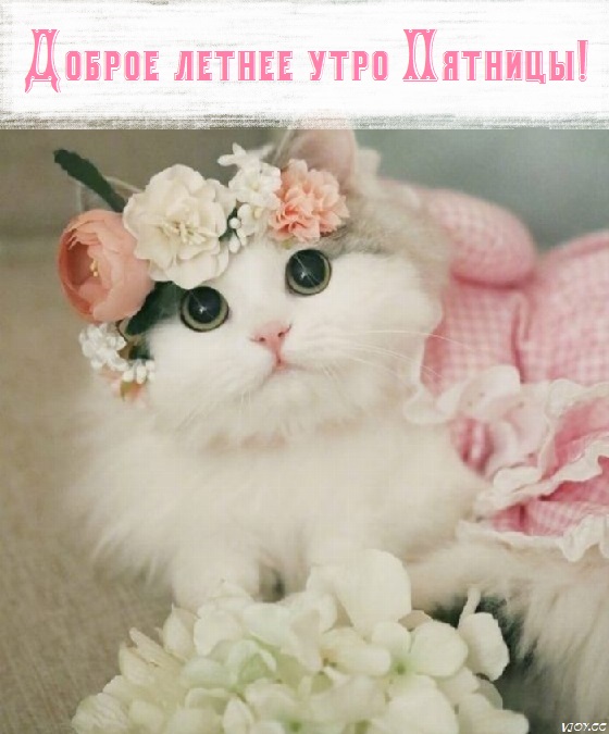 открытка с добрым утром хорошего дня летняя пятница. Смотреть фото открытка с добрым утром хорошего дня летняя пятница. Смотреть картинку открытка с добрым утром хорошего дня летняя пятница. Картинка про открытка с добрым утром хорошего дня летняя пятница. Фото открытка с добрым утром хорошего дня летняя пятница