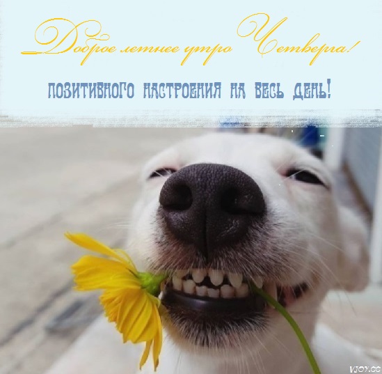 с добрым летним днем четверга. Смотреть фото с добрым летним днем четверга. Смотреть картинку с добрым летним днем четверга. Картинка про с добрым летним днем четверга. Фото с добрым летним днем четверга