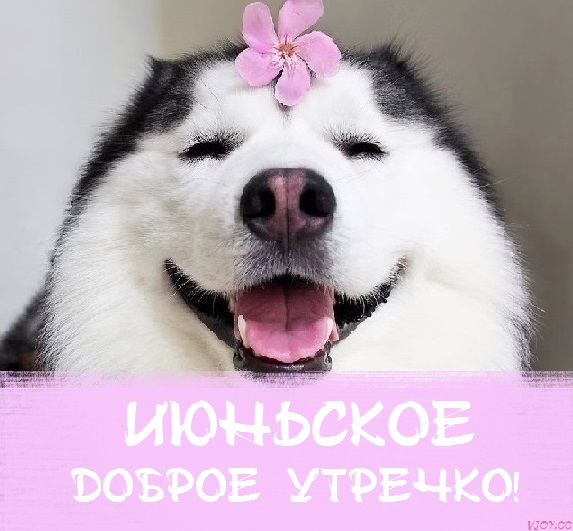 с добрым июньским утром и хорошим днем. Смотреть фото с добрым июньским утром и хорошим днем. Смотреть картинку с добрым июньским утром и хорошим днем. Картинка про с добрым июньским утром и хорошим днем. Фото с добрым июньским утром и хорошим днем