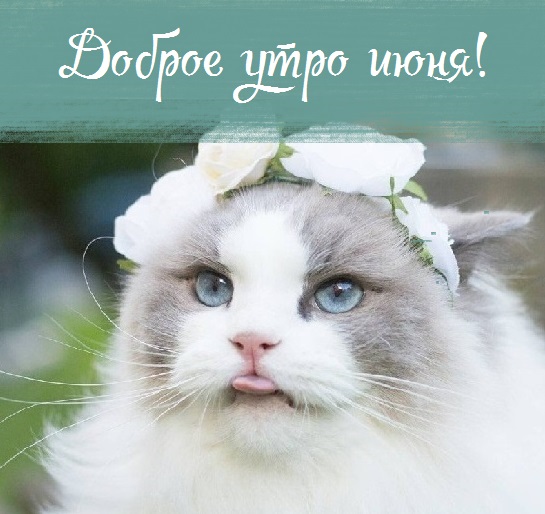 с добрым июньским утром и хорошим днем. Смотреть фото с добрым июньским утром и хорошим днем. Смотреть картинку с добрым июньским утром и хорошим днем. Картинка про с добрым июньским утром и хорошим днем. Фото с добрым июньским утром и хорошим днем