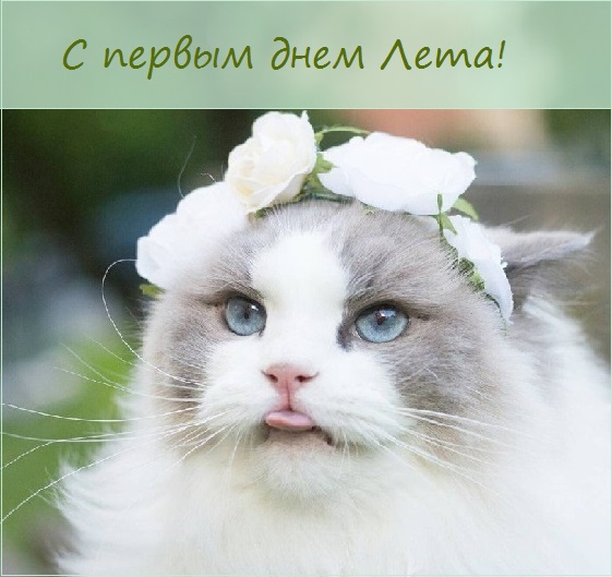 с первым днем лета фото красивые. Смотреть фото с первым днем лета фото красивые. Смотреть картинку с первым днем лета фото красивые. Картинка про с первым днем лета фото красивые. Фото с первым днем лета фото красивые