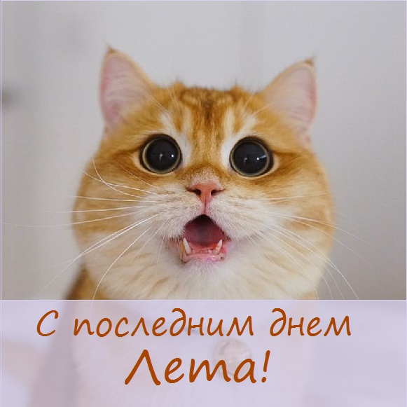 с последним днем лета картинки с надписями. Смотреть фото с последним днем лета картинки с надписями. Смотреть картинку с последним днем лета картинки с надписями. Картинка про с последним днем лета картинки с надписями. Фото с последним днем лета картинки с надписями