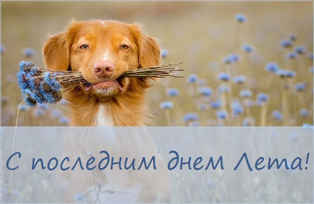 с последним днем лета картинки с надписями. Смотреть фото с последним днем лета картинки с надписями. Смотреть картинку с последним днем лета картинки с надписями. Картинка про с последним днем лета картинки с надписями. Фото с последним днем лета картинки с надписями
