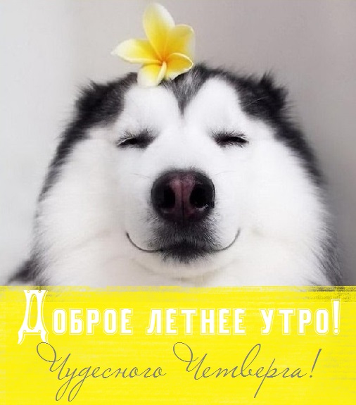 с добрым летним днем четверга. Смотреть фото с добрым летним днем четверга. Смотреть картинку с добрым летним днем четверга. Картинка про с добрым летним днем четверга. Фото с добрым летним днем четверга