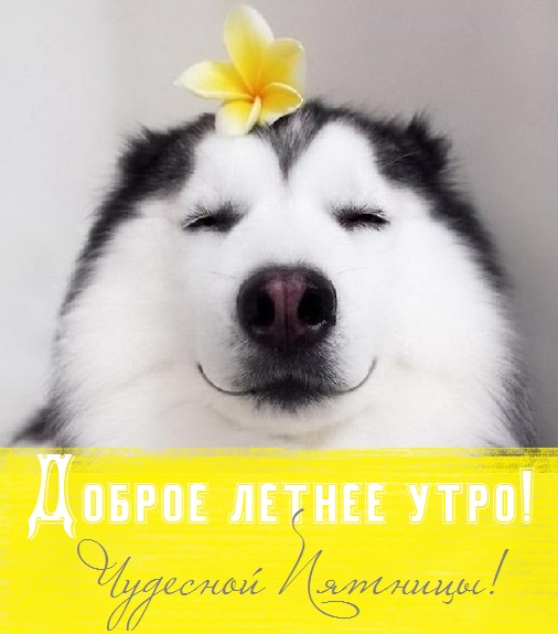 открытка с добрым утром хорошего дня летняя пятница. Смотреть фото открытка с добрым утром хорошего дня летняя пятница. Смотреть картинку открытка с добрым утром хорошего дня летняя пятница. Картинка про открытка с добрым утром хорошего дня летняя пятница. Фото открытка с добрым утром хорошего дня летняя пятница