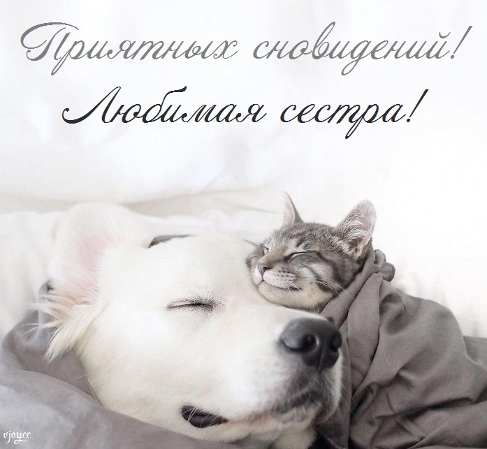 Картинки спокойной ночи сладких снов сестренка. Смотреть фото Картинки спокойной ночи сладких снов сестренка. Смотреть картинку Картинки спокойной ночи сладких снов сестренка. Картинка про Картинки спокойной ночи сладких снов сестренка. Фото Картинки спокойной ночи сладких снов сестренка