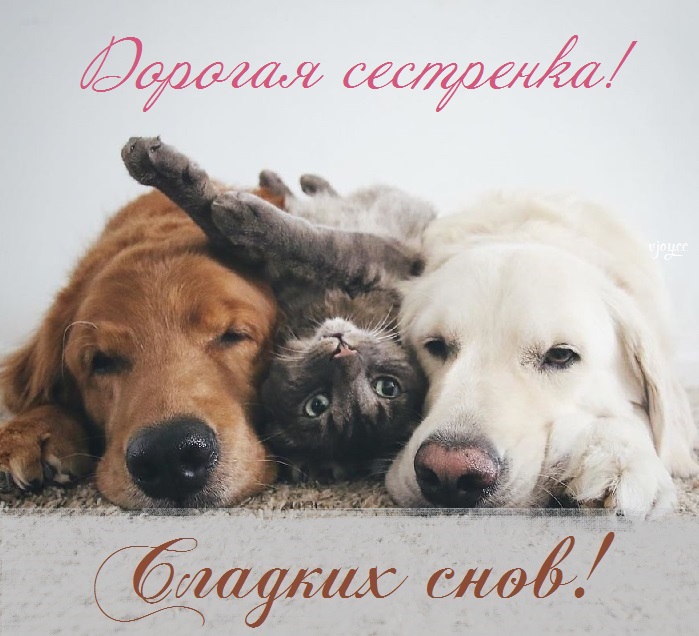 Картинки спокойной ночи сладких снов сестренка. Смотреть фото Картинки спокойной ночи сладких снов сестренка. Смотреть картинку Картинки спокойной ночи сладких снов сестренка. Картинка про Картинки спокойной ночи сладких снов сестренка. Фото Картинки спокойной ночи сладких снов сестренка