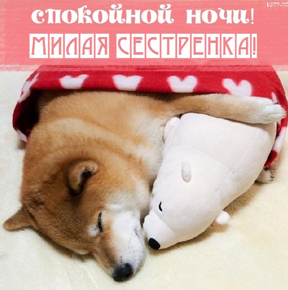Картинки спокойной ночи сладких снов сестренка. Смотреть фото Картинки спокойной ночи сладких снов сестренка. Смотреть картинку Картинки спокойной ночи сладких снов сестренка. Картинка про Картинки спокойной ночи сладких снов сестренка. Фото Картинки спокойной ночи сладких снов сестренка