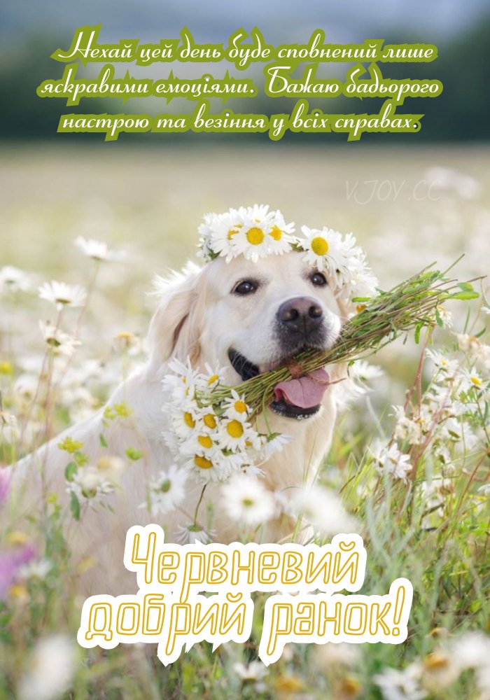 Доброго червневого ранку! 