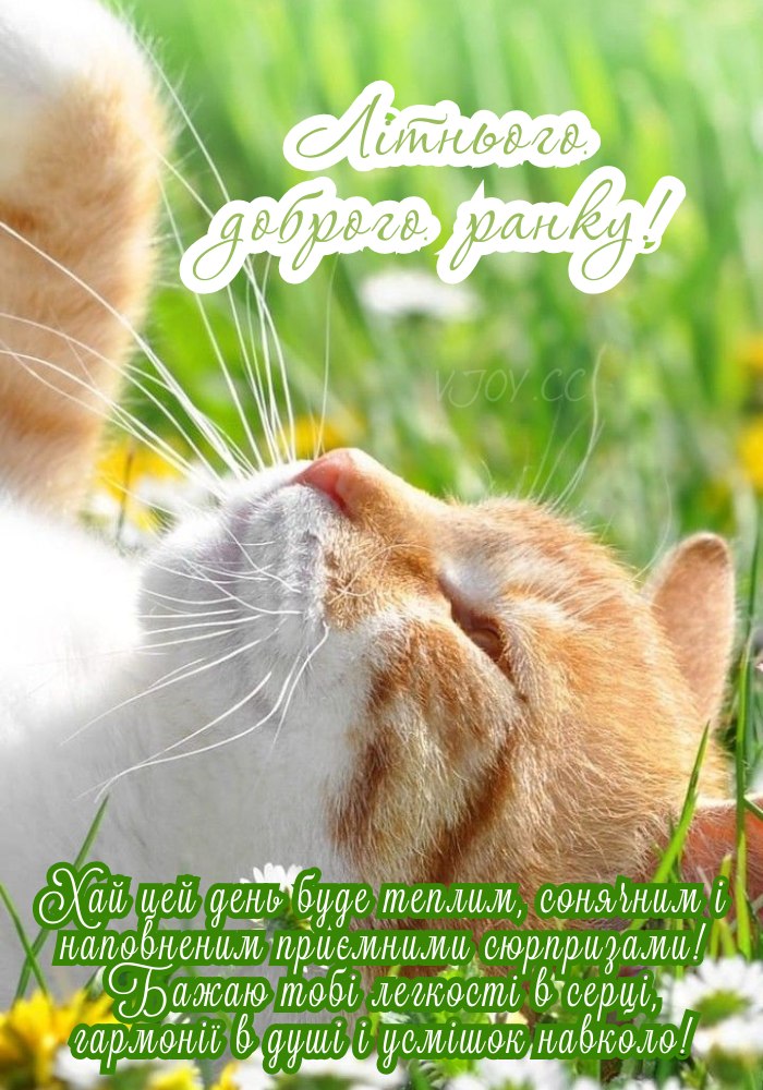Природа пробуджується в літній ранок