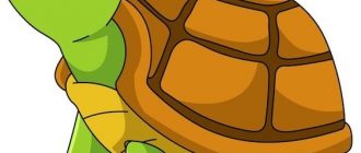 Рисунки для срисовки - черепашки (37 фото) 8d453b4595a616ccf3885921f1e3bdad