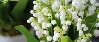 Красиві картинки - З днем народження, Ельвіра! (40 фото) 9Д