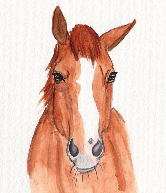 Картинки лошадей для срисовки. Фото лошади для срисовки. Красивые рисунки лошадей. Картинки лошадей красивые для срисовки.