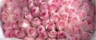 Красиві картинки - З днем народження, Ельміра! (44 фото) КАП