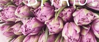 Красиві картинки - З днем народження, Іраїда! (40 фото) ЩЩ