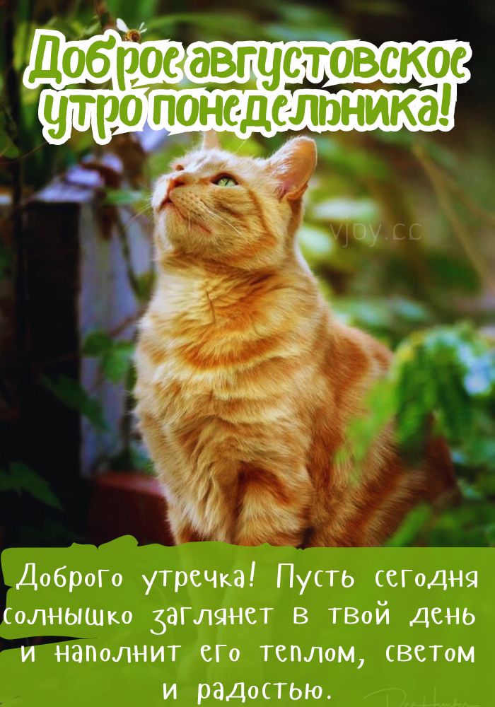 Успешного понедельника! 