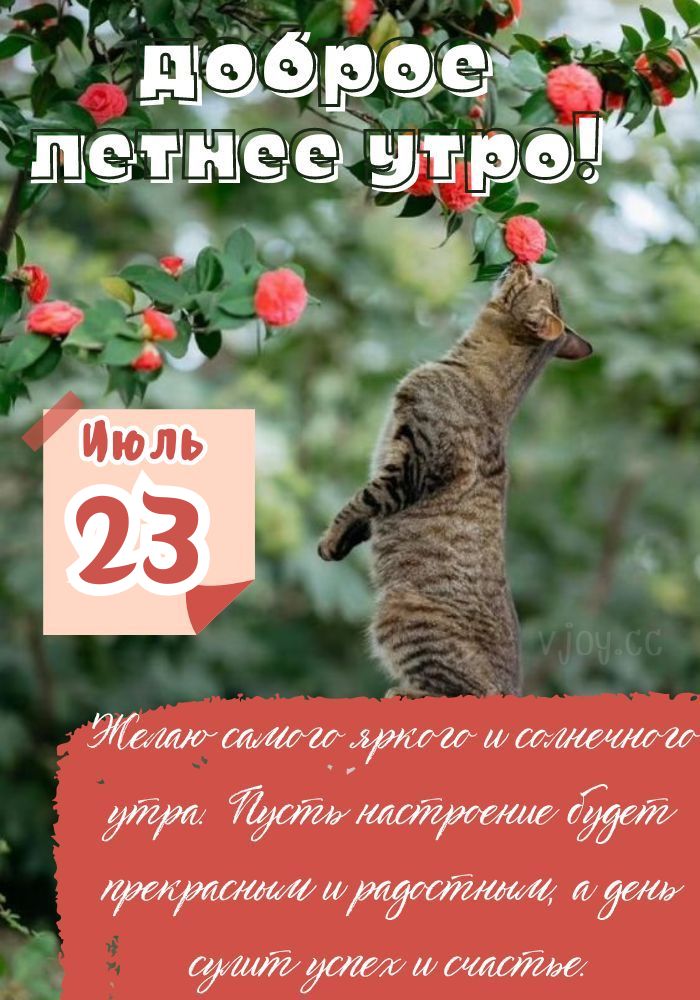 Прекрасного летнего утра 23 июля!