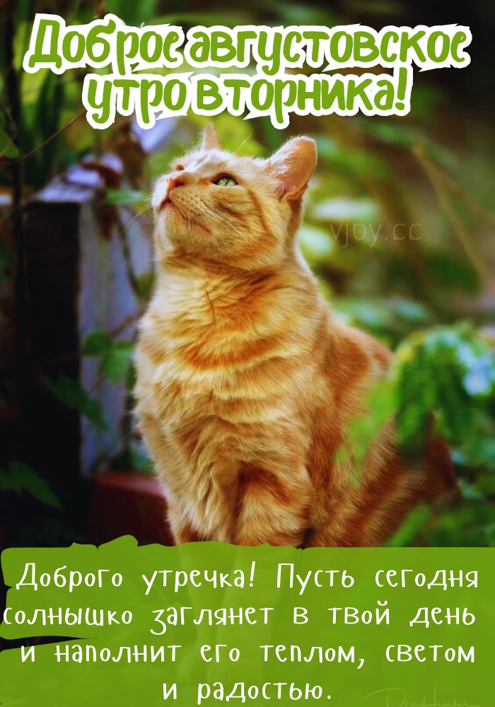 Доброе летнее утро вторника! 
