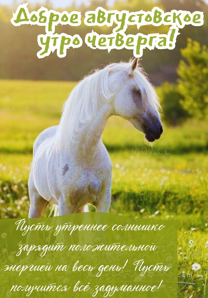 Августовское прекрасное утро четверга. 