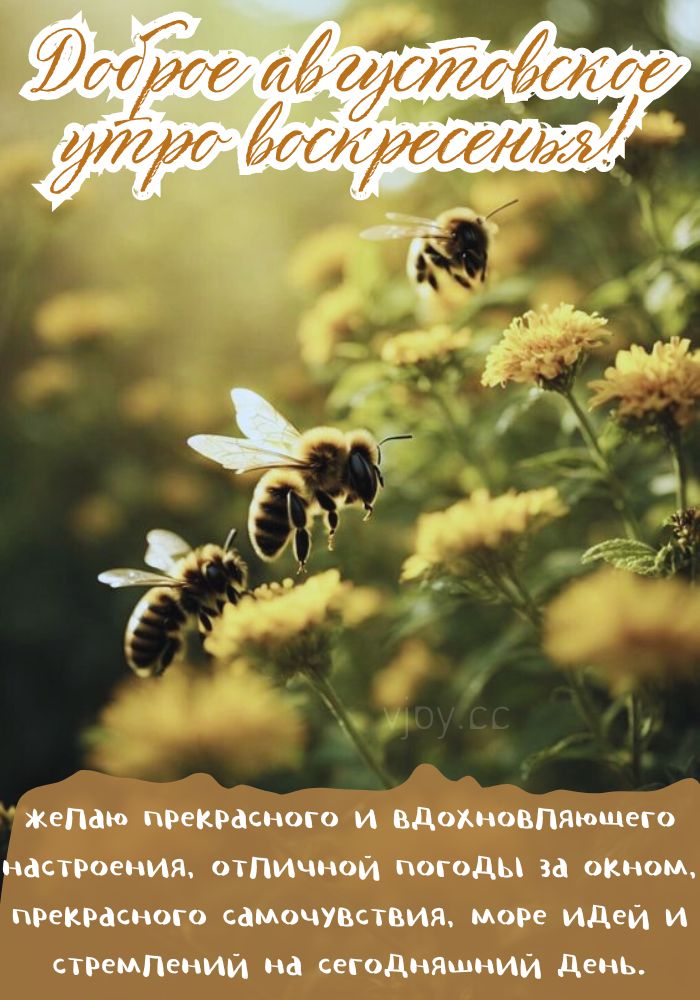 Воскресенье, доброе августовское утро! - картинка. 