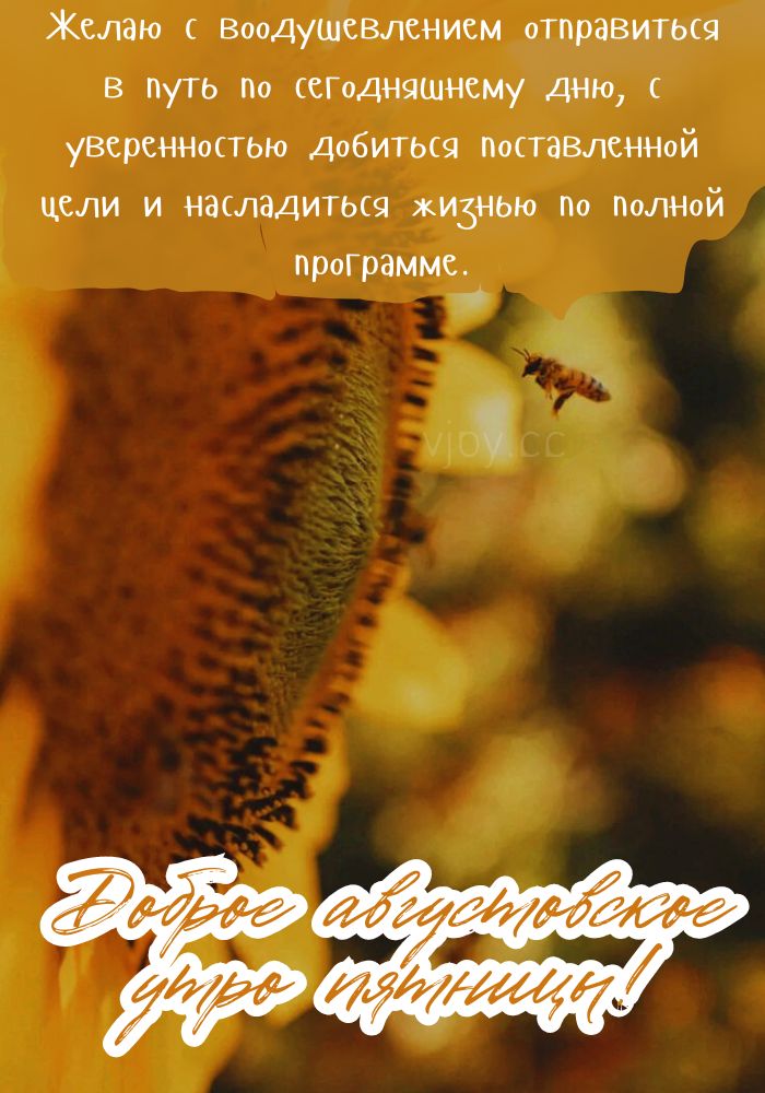 Чудесного августовского утра в пятницу! - открытка. 