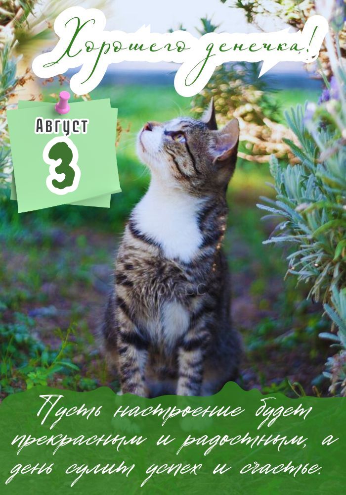 Хорошего летнего дня 3 августа! 