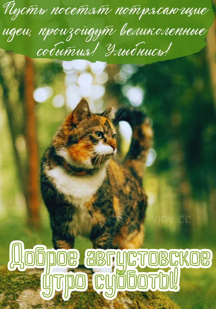 Прекрасной летней субботы! 