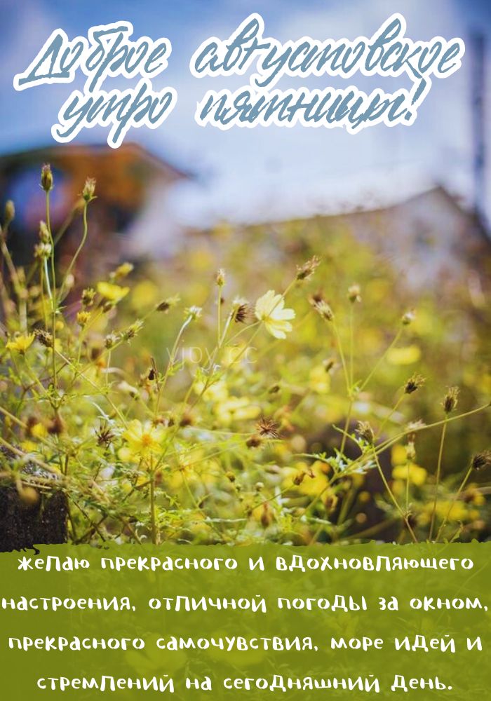 Августовское доброе утро пятницы! - картинка. 