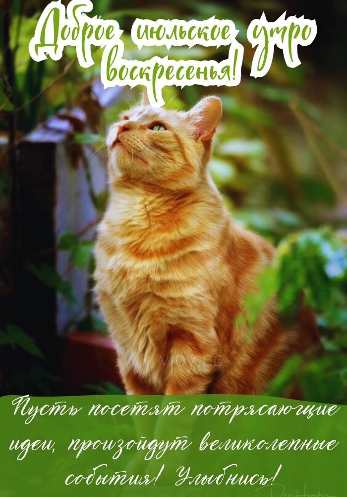 Июльского чудесного дня воскресенья!
