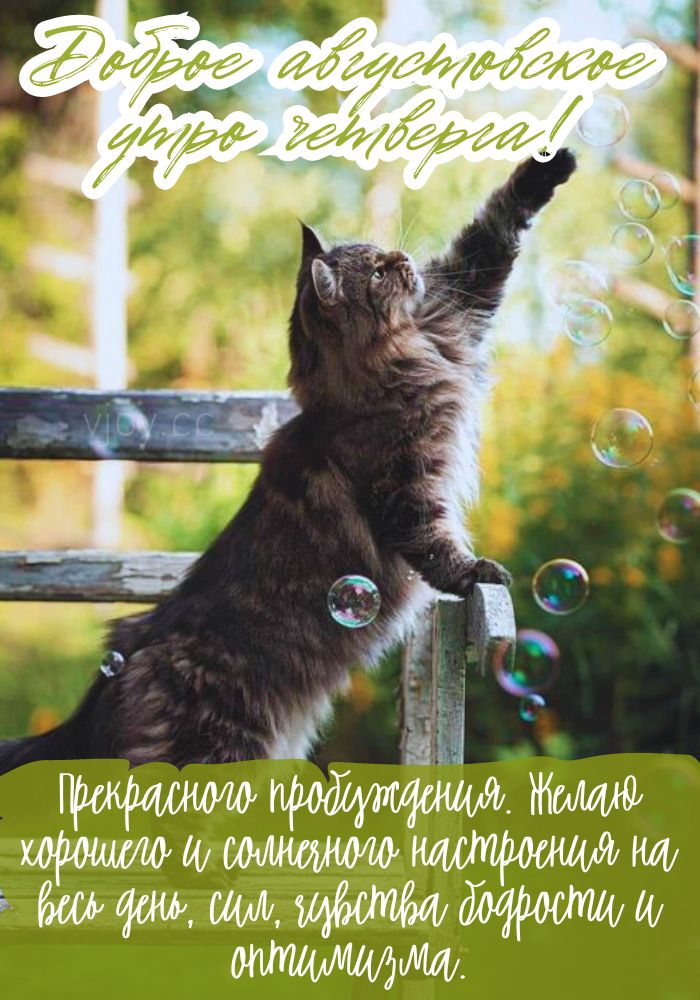 С добрым августовским утром четверга! - картинка. 