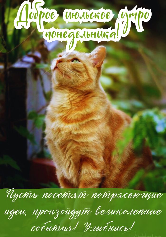  Удачного летнего понедельника!